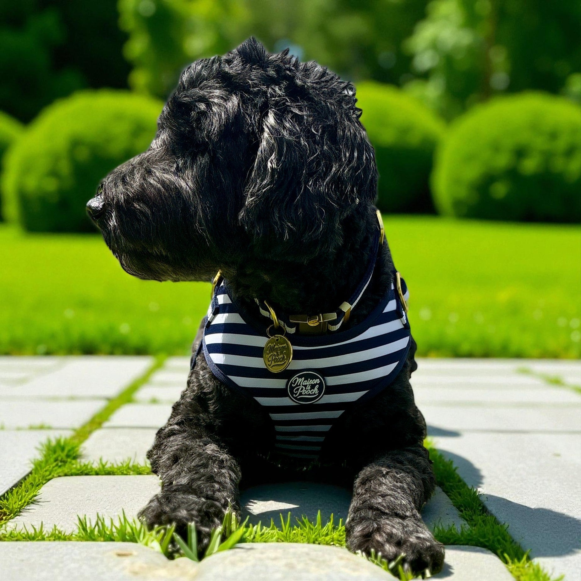 Harnesses - Designed for Real Life – Maison Lè Pooch