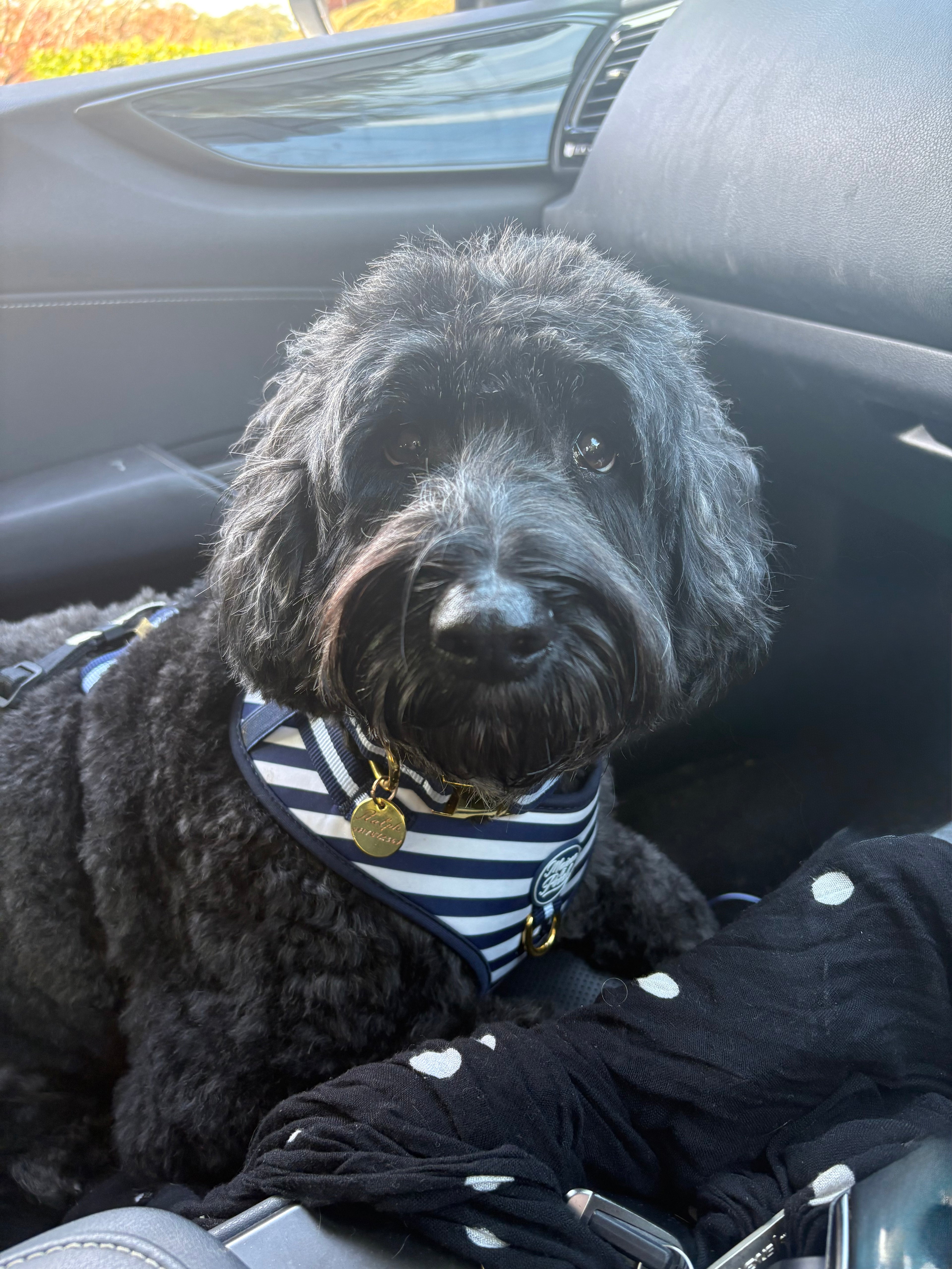 Signature Ink Harness