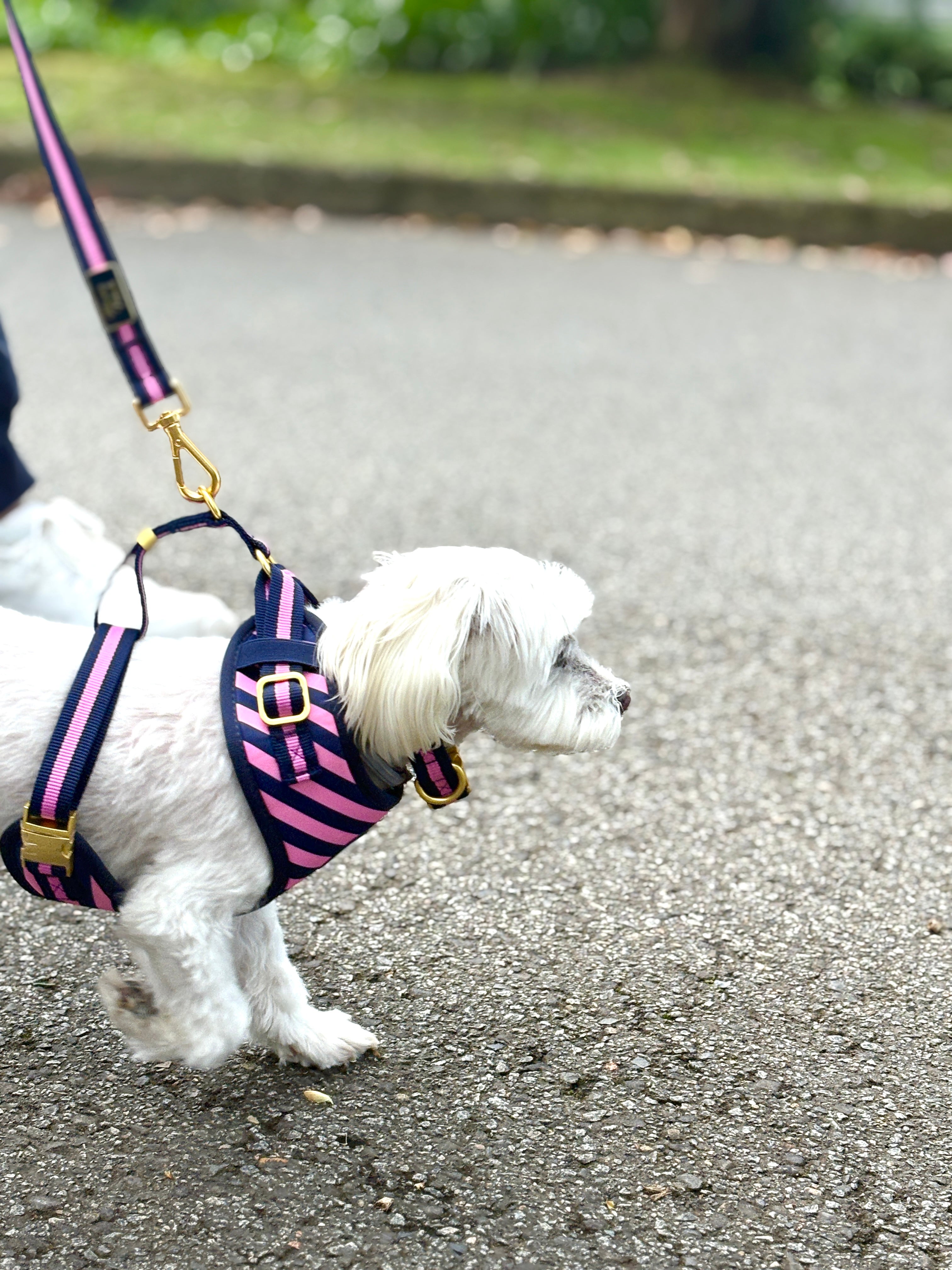 Signature Rosé Harness