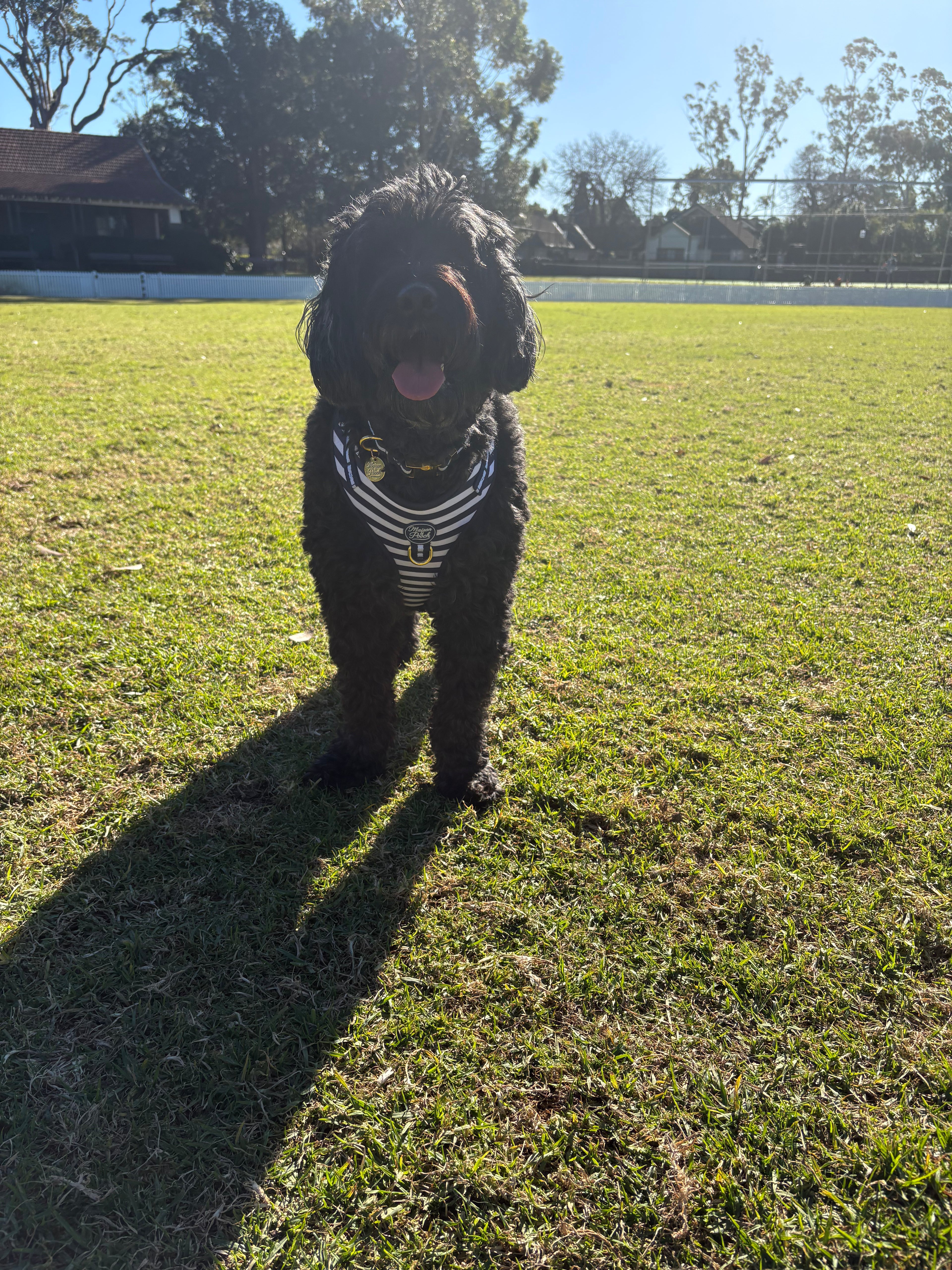 Signature Ink Harness