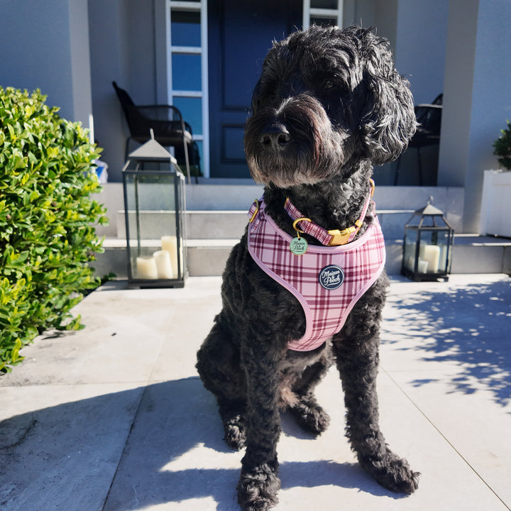 Plaid Collection - Pink Mulberry Adjustable Collar