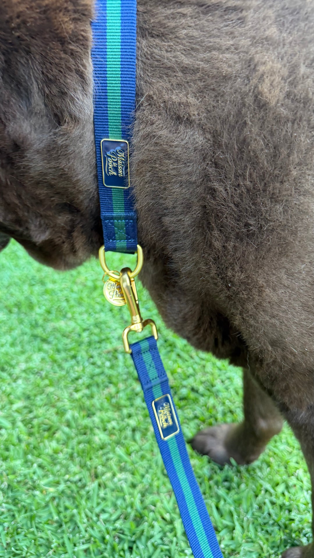 Signature Oxford Ultimate Bundle - Adjustable harness, collar, leash, poop bag