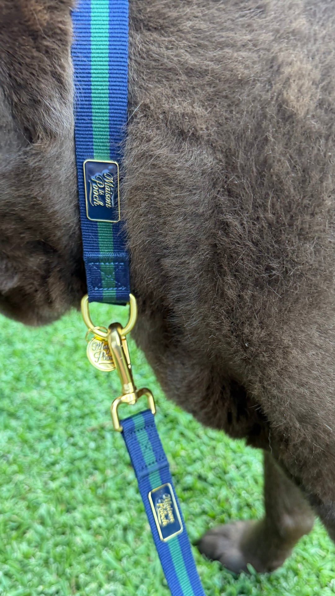 Signature - Oxford Adjustable Collar