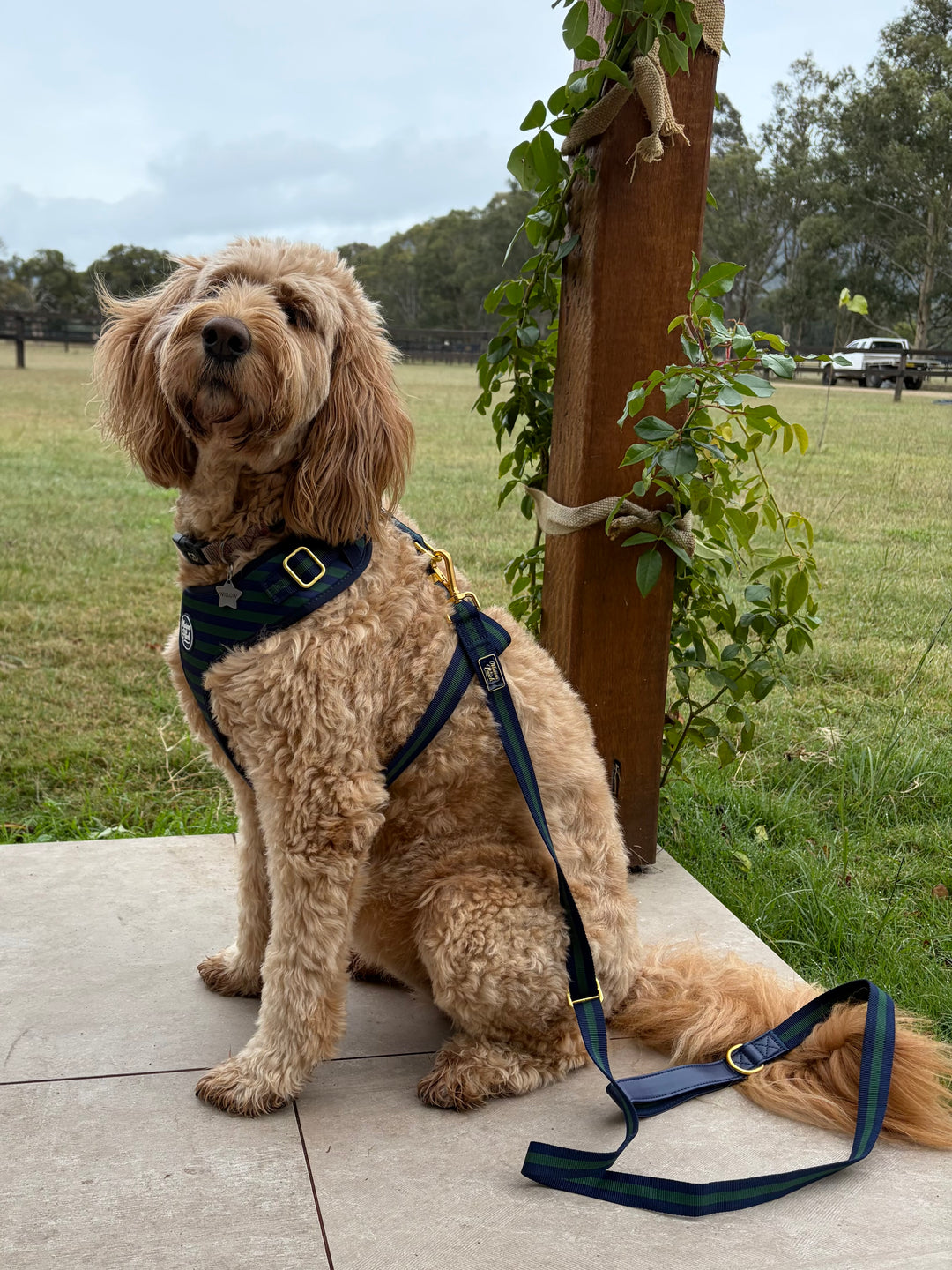 Signature Oxford Ultimate Bundle - Adjustable harness, collar, leash, poop bag