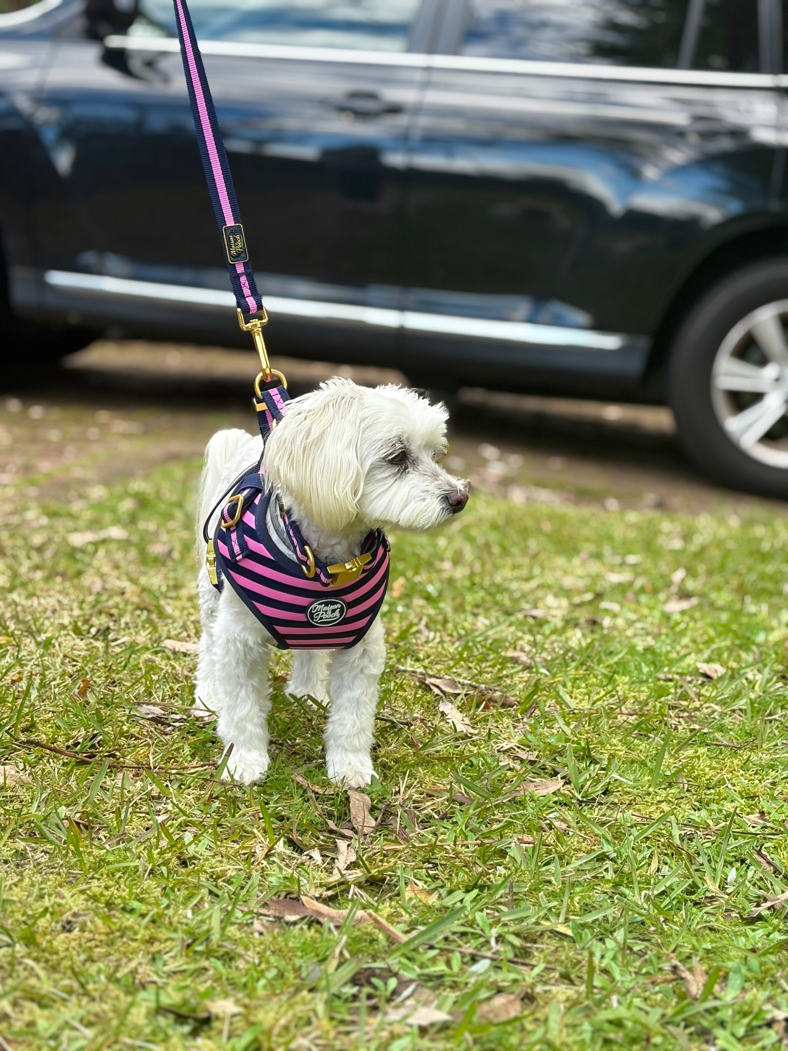 Signature Rosé Harness