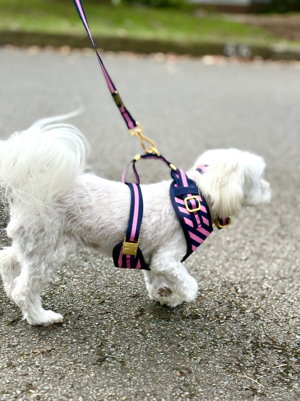 Signature Rosé Harness