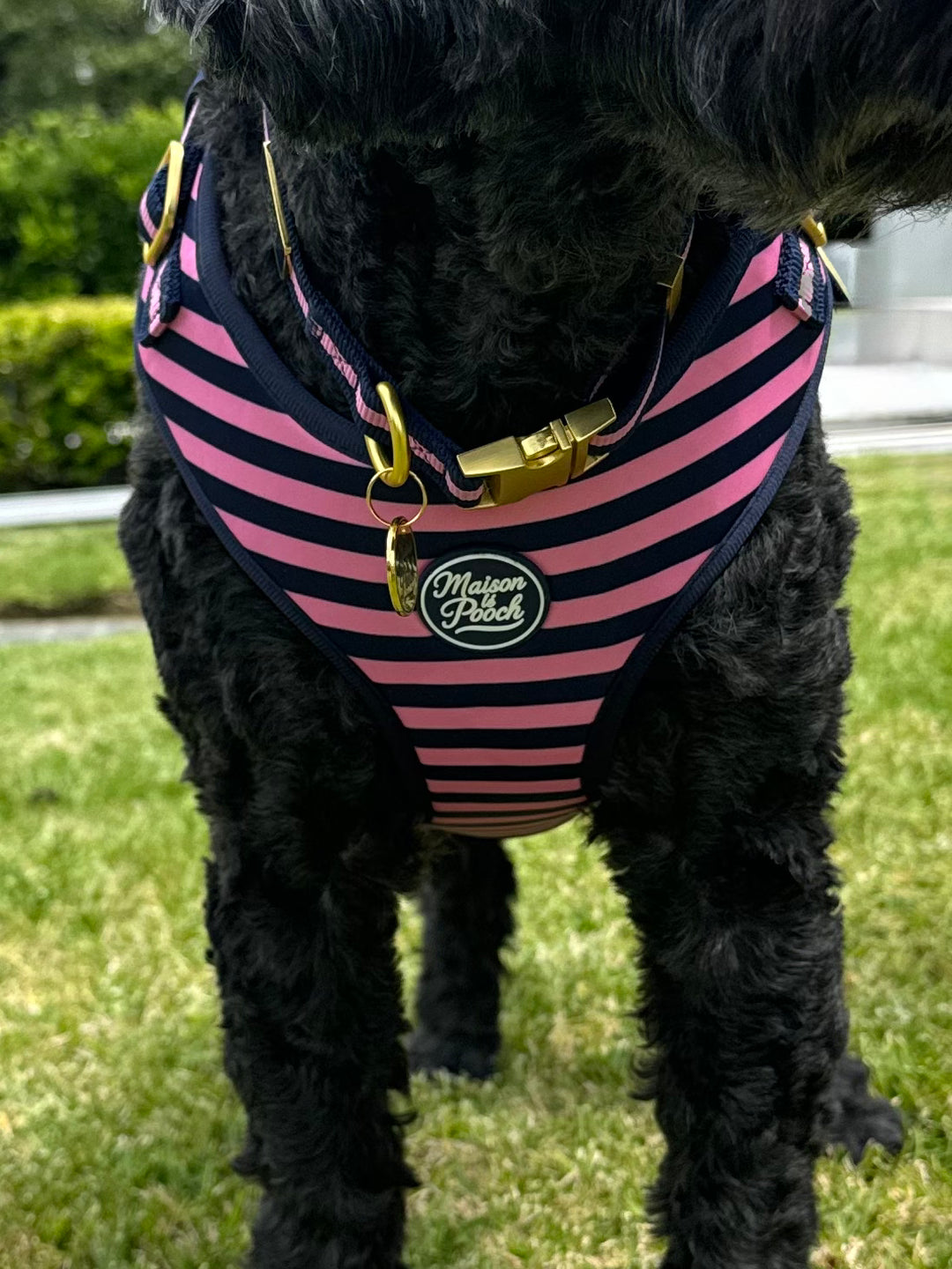 Signature - Rosé Adjustable Collar