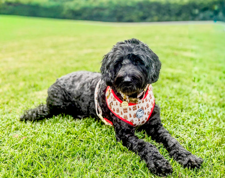 Gingerbread House Adjustable Harness