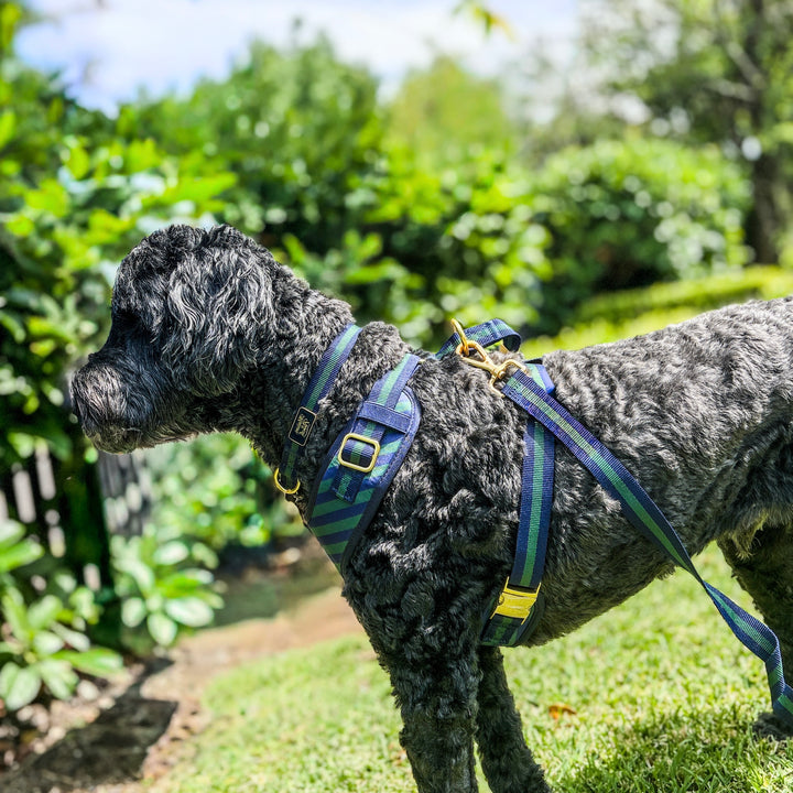 Signature - Oxford Leash