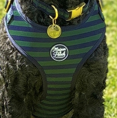 Signature - Oxford Adjustable Collar