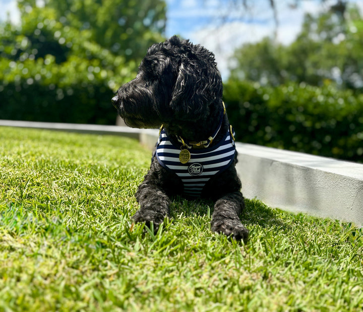 Signature - Ink Adjustable Collar