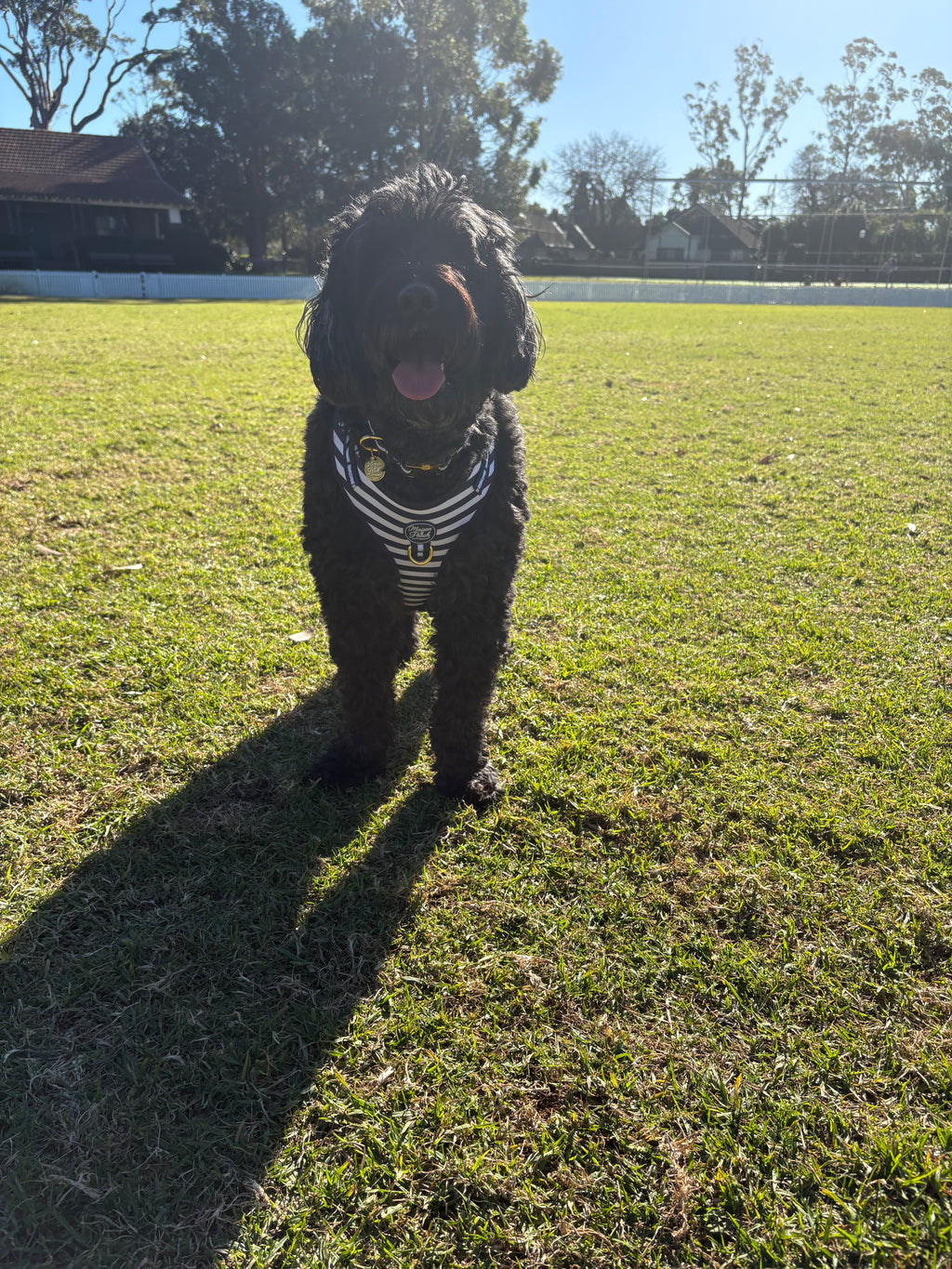 Signature Ink Harness