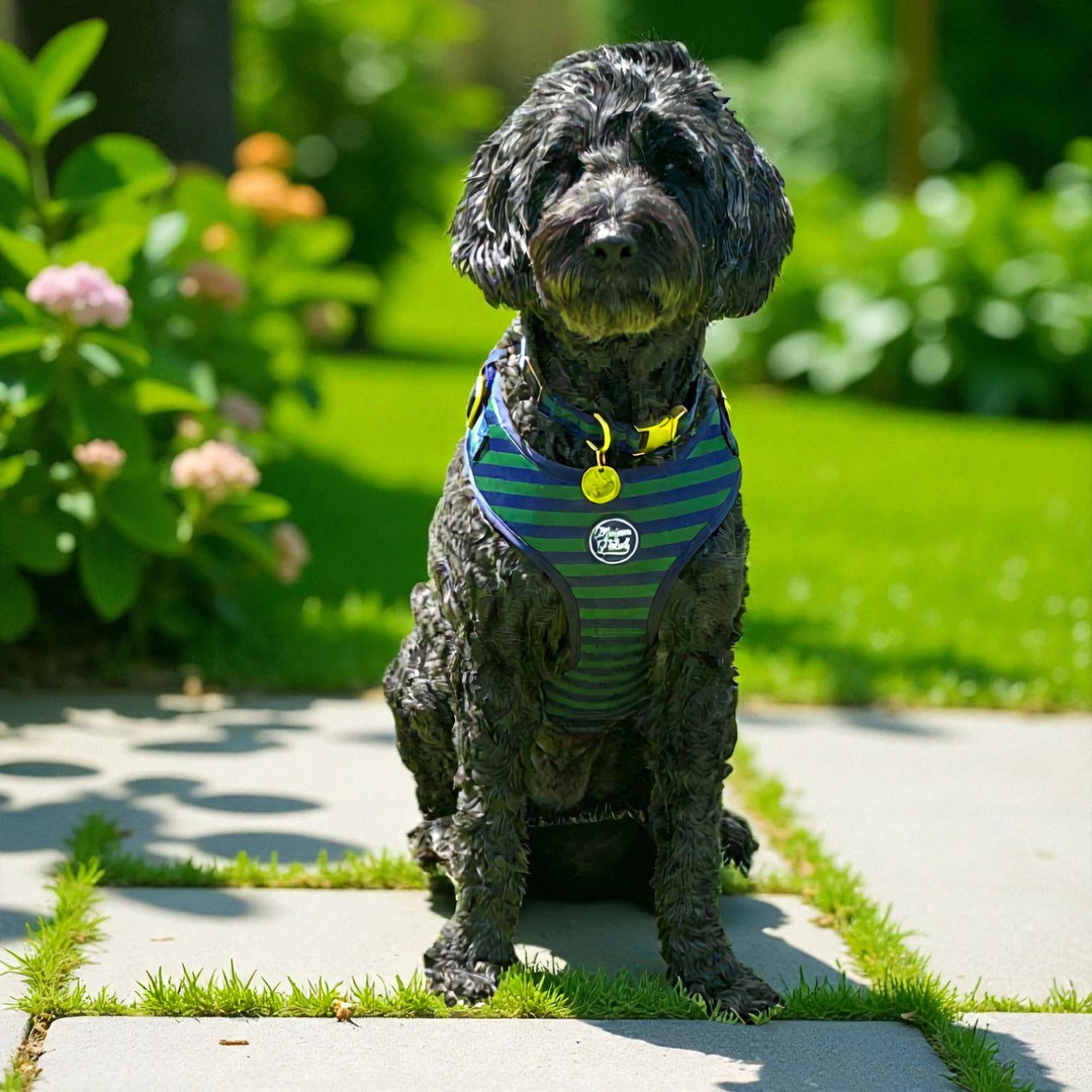 Signature - Oxford Adjustable Harness