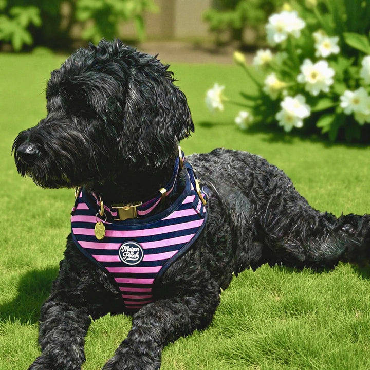 Signature Rosé Adjustable Harness