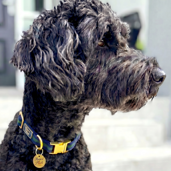 Signature - Oxford Adjustable Collar